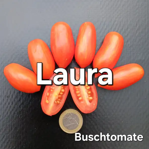 Tomaten: Laura