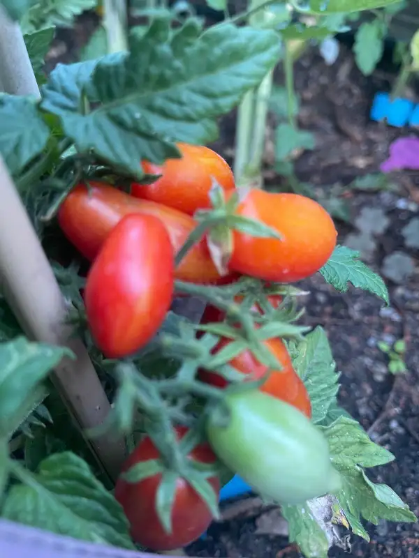 Tomaten: Laura MD - Zwergtomate