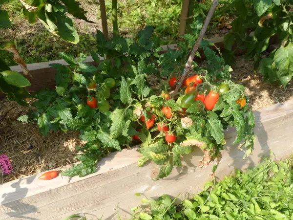 Tomaten: Laura MD ( Kat# 2912 )