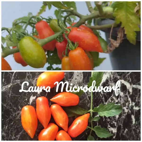 Tomaten: Laura Microdwarf