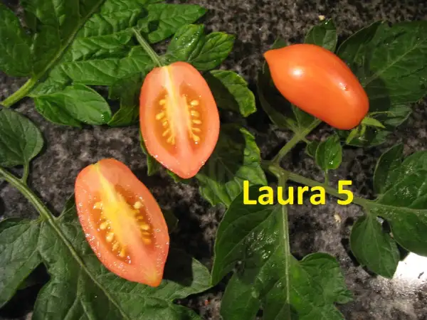 Tomaten: Laura5