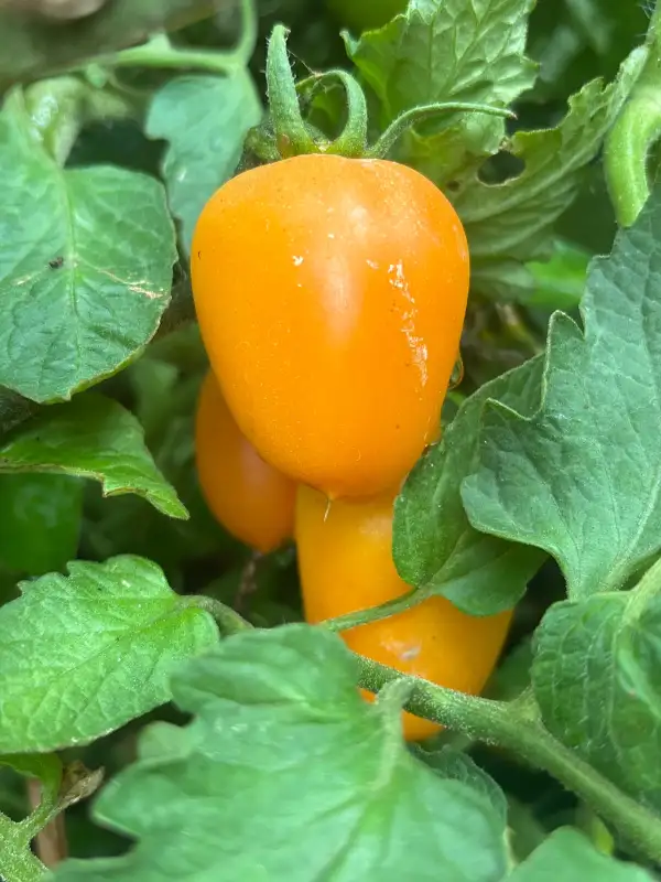Tomaten: Lauras Bounty