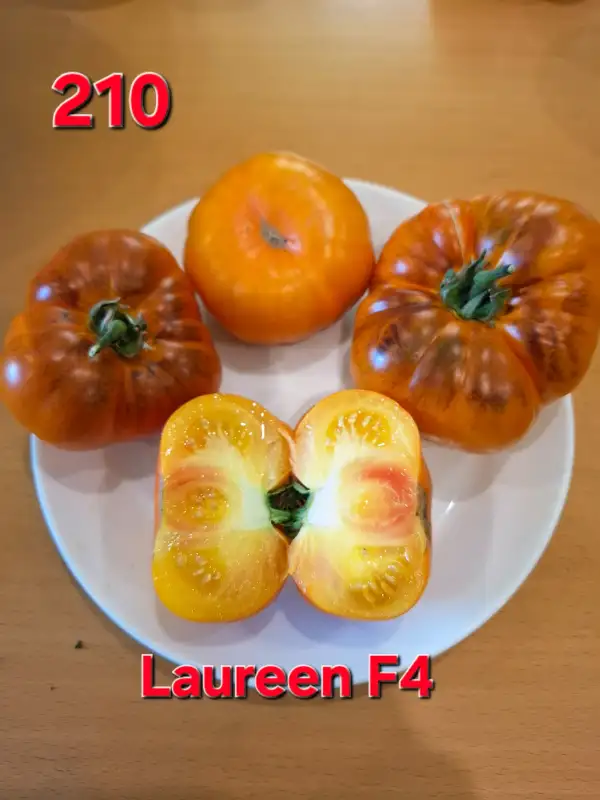 Tomaten: Laureen F4