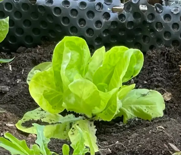 Salate: Laurenzianer