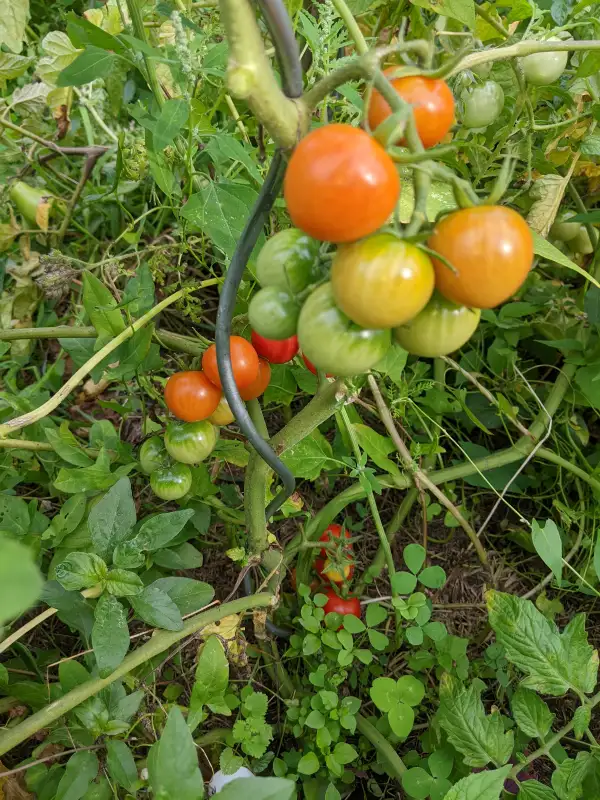 Tomaten: Lausitzer Ackertomate