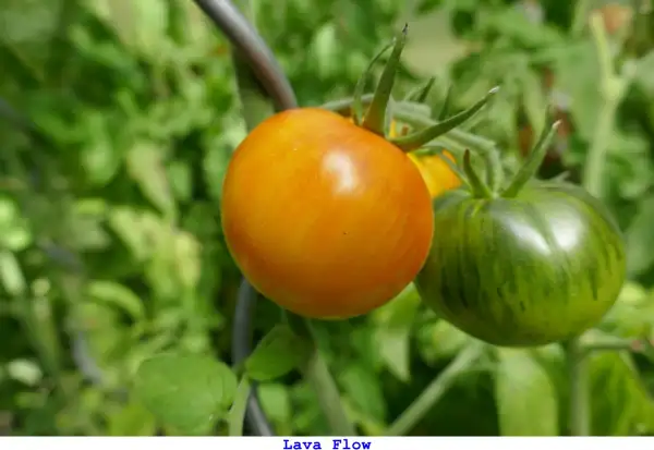 Tomaten: Lava Flow