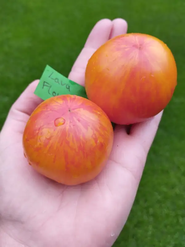 Tomaten: Lava Flow