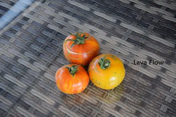 Tomaten: Lava Flow