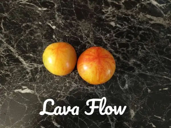 Tomaten: Lava Flow