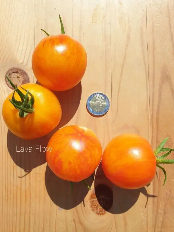 Tomaten: Lava Flow