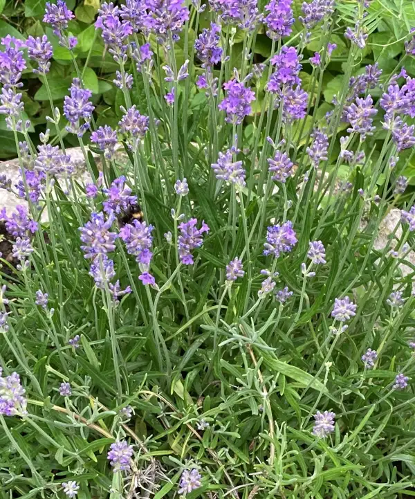 Blumen: Lavendel