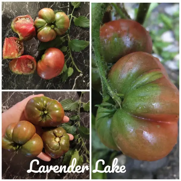 Tomaten: Lavender lake