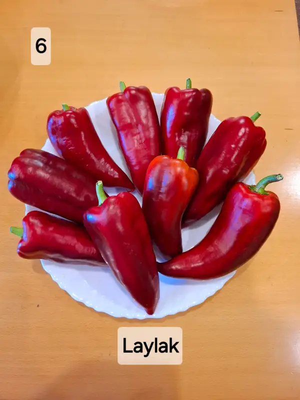 Chili / Paprika: Laylak