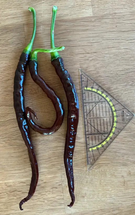 Chili: Lazaretto Chocolate