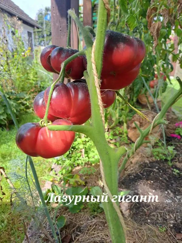 Tomaten: Lazurnyj gigant