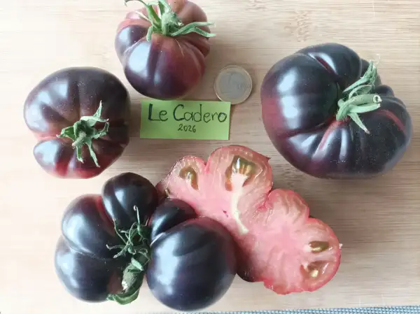 Tomaten: Le Cadero