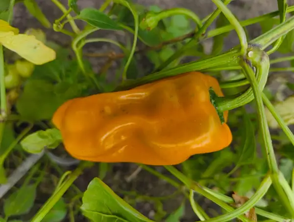 Chili / Paprika: Le Petit Marsellais
