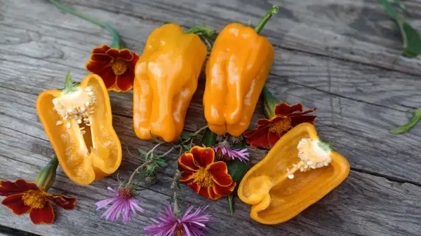 Chili / Paprika: Le Petite Marseillaise