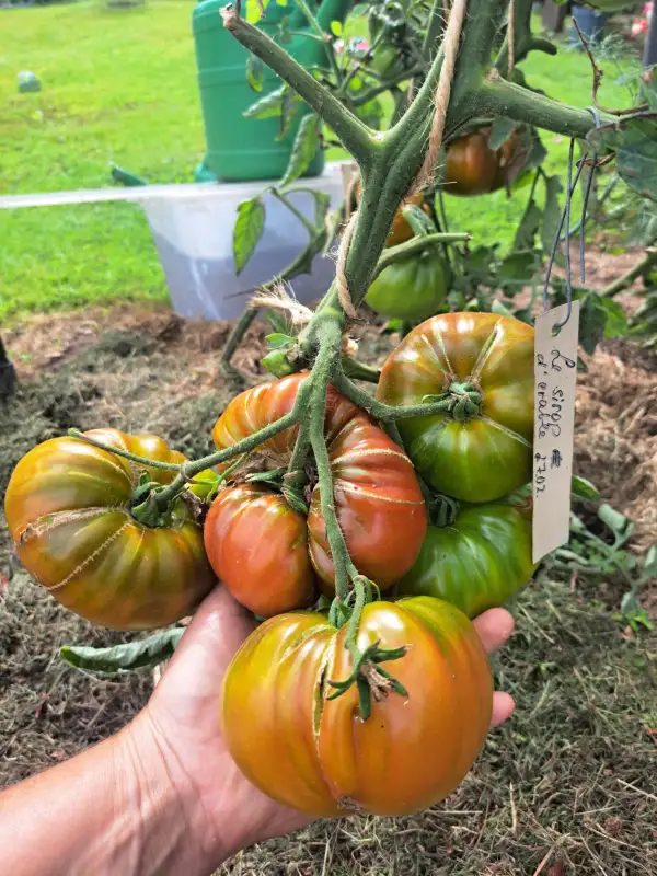 Tomaten: Le sirop d