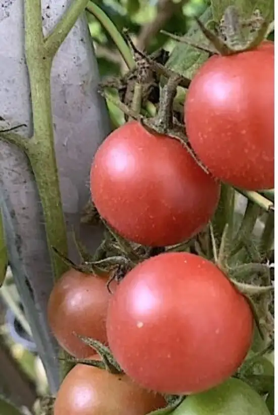 Tomaten: Lea von Annemarie