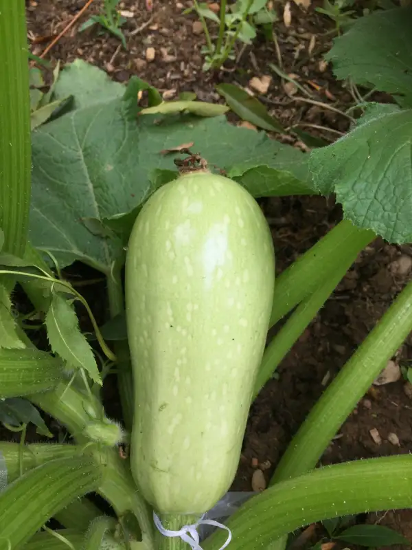 andere Gemüse: Lebanese Nhili zucchini