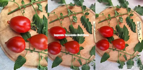 Tomaten: Legenda Tarasenko - Multiflora