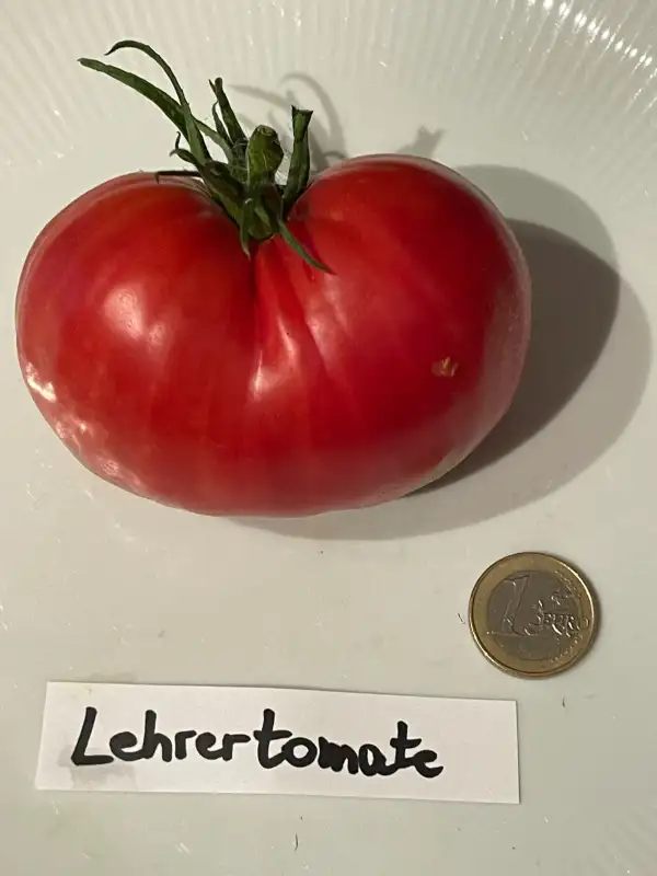 Tomaten: Lehrertomate