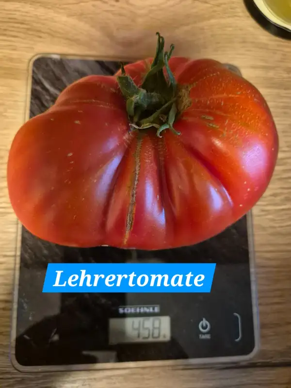 Tomaten: Lehrertomate