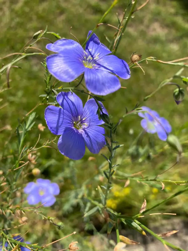 Blumen: Lein blau