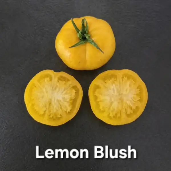Tomaten: Lemon Blush