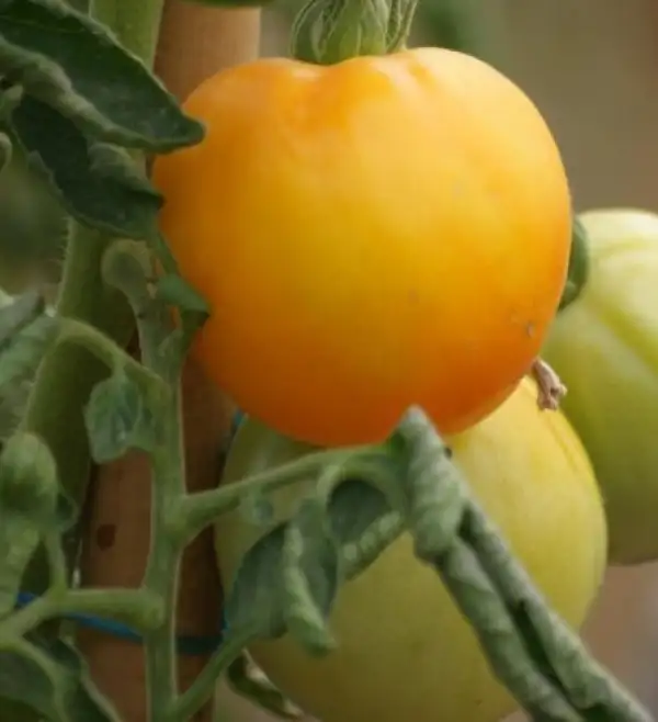 Tomaten: Lemon Boy