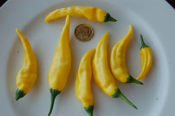 Chili / Paprika: Lemon Drop