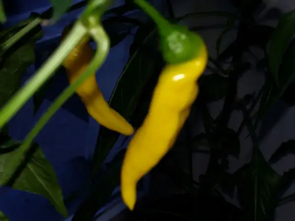 Chili / Paprika: Lemon Drop