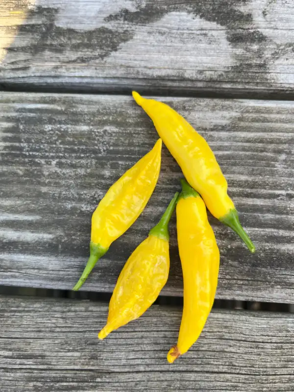 Chili / Paprika: Lemon Drop