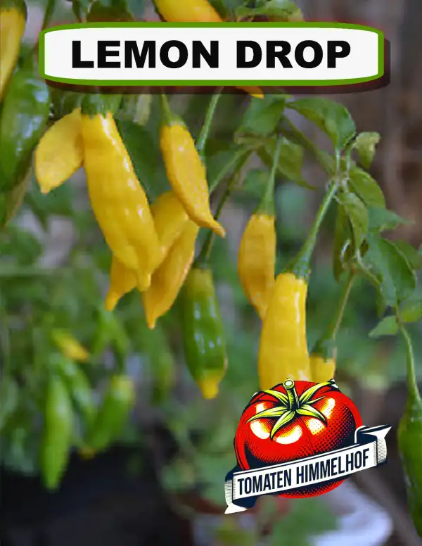 Chili / Paprika: Lemon Drop