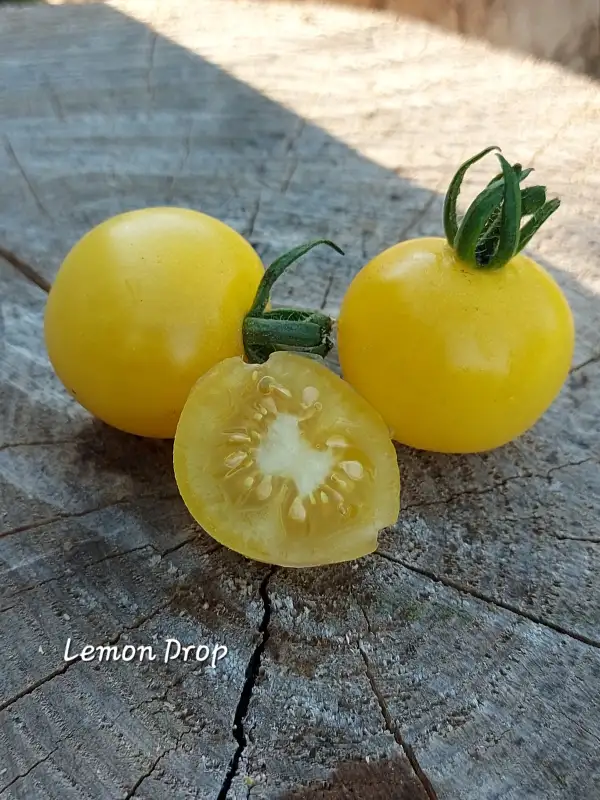 Tomaten: Lemon Drop