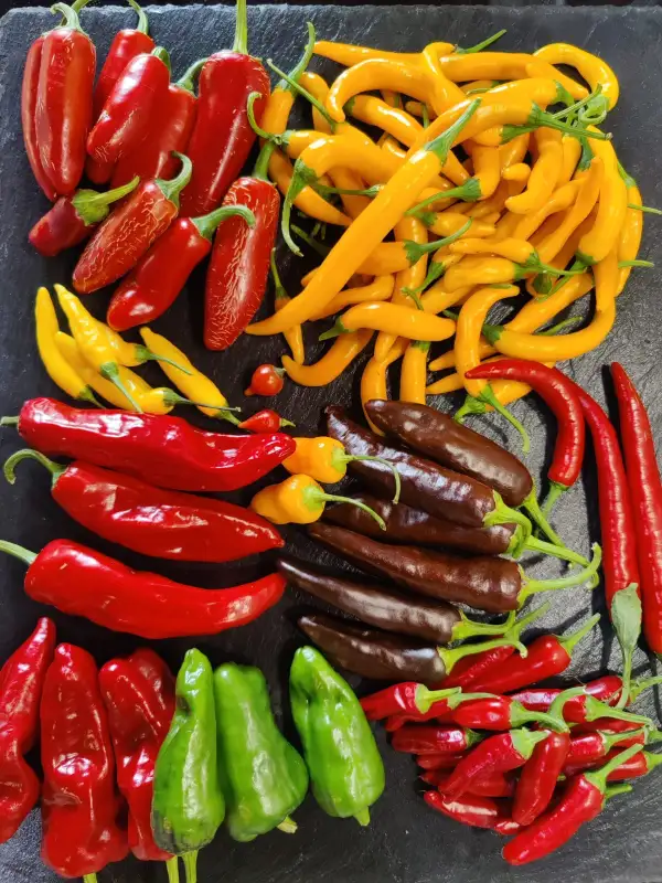 Chili / Paprika: Lemon Drop