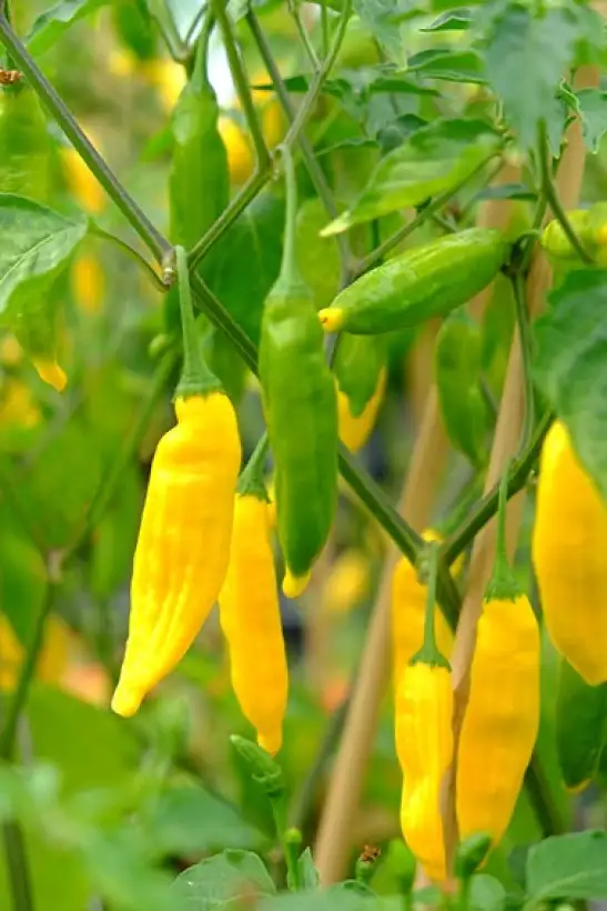 Chili / Paprika: Lemon Drop