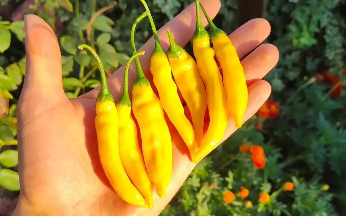 Chili / Paprika: Lemon Drop