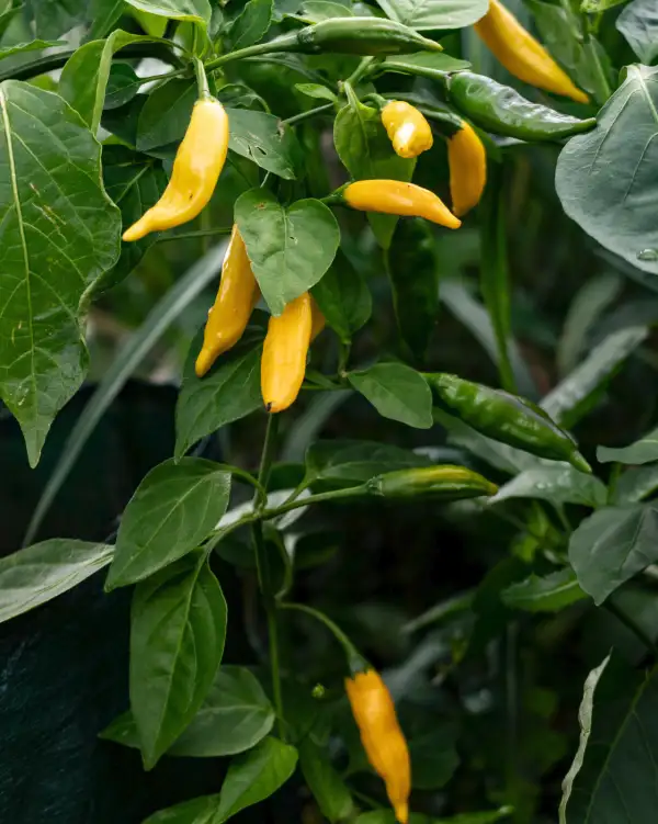 Chili / Paprika: Lemon Drop