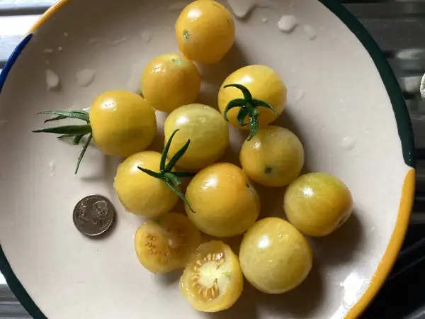 Tomaten: Lemon Drop
