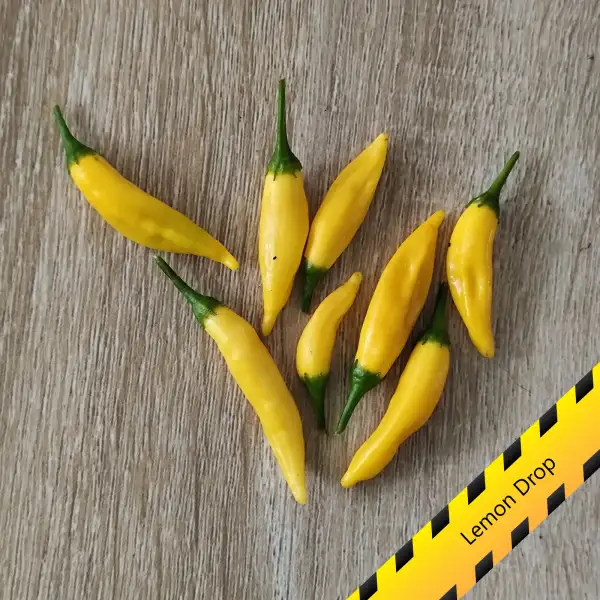 Chili: Lemon Drop