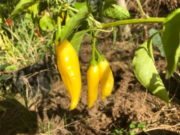 Chili / Paprika: Lemon Drops