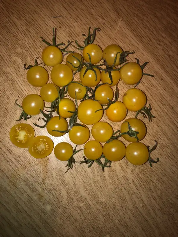 Tomaten: Lemon Drops