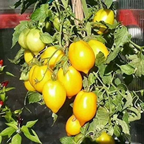 Tomaten: Lemon Plum