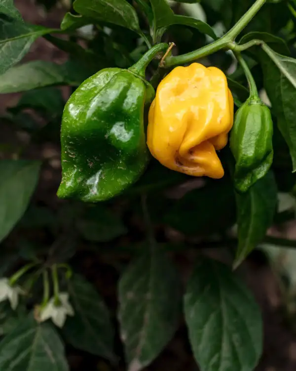 Chili / Paprika: Lemon Reaper