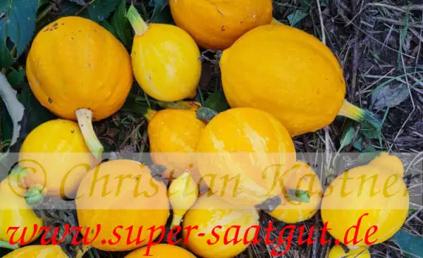 Zucchini: Lemon von Deaflora