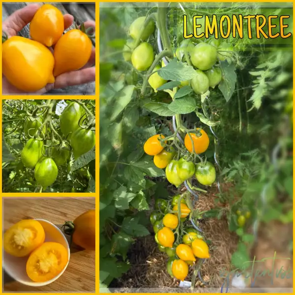 Tomaten: Lemontree