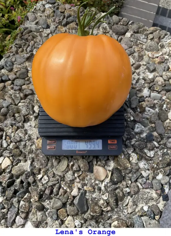 Tomaten: Lena’s Orange