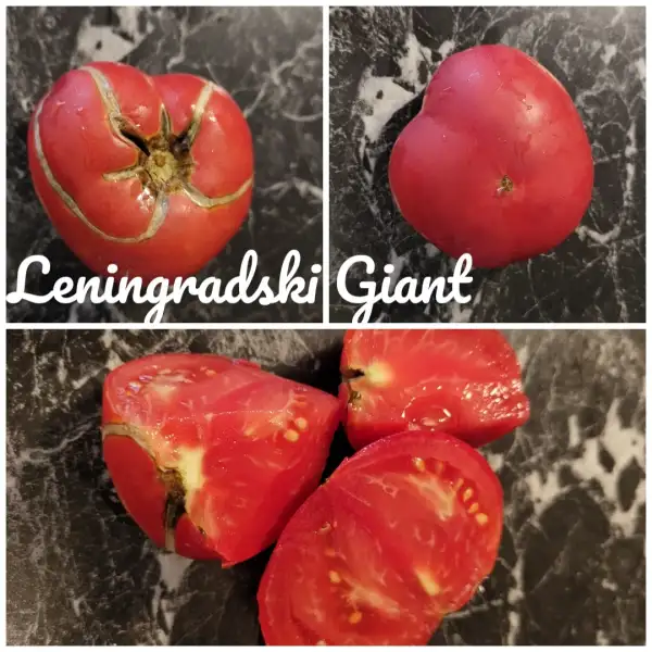 Tomaten: Leningradski Giant